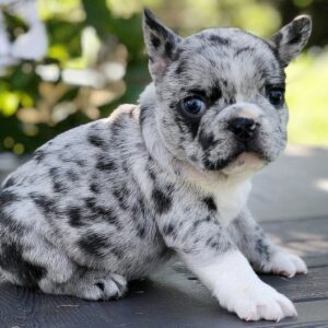 miniature bulldog puppies