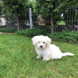 maltese puppies for sale