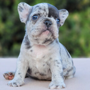 french bulldog puppies for sale near me