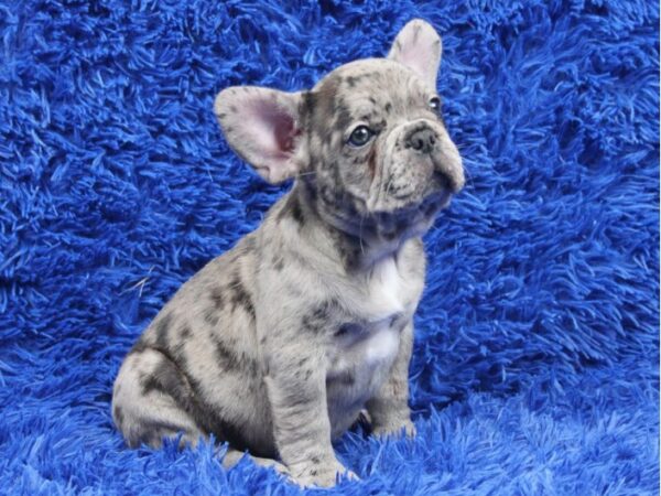 buy french bulldog puppy