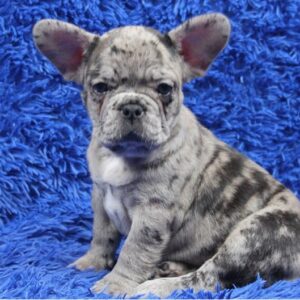 buy french bulldog puppy