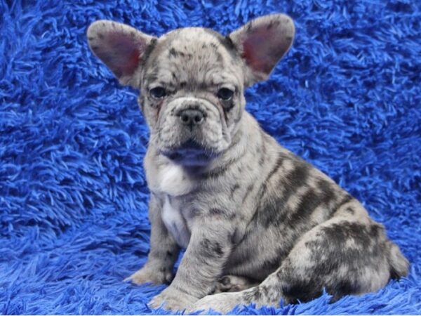 buy french bulldog puppy