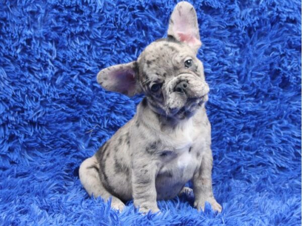 buy french bulldog puppy