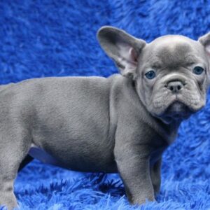 French Bulldog dogs available online