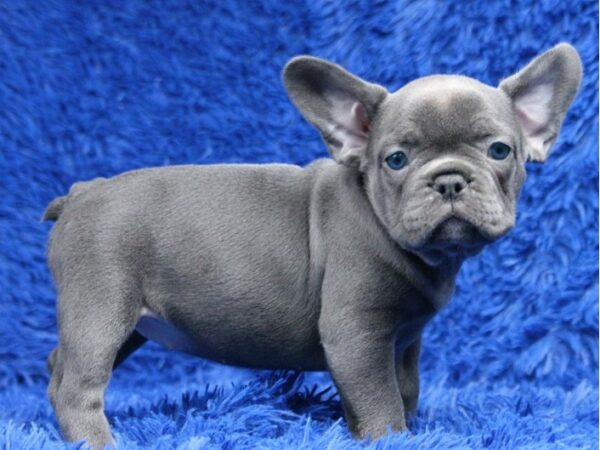 French Bulldog dogs available online