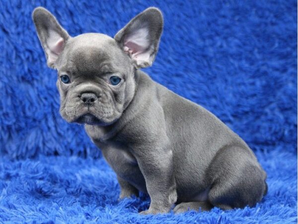 French Bulldog dogs available online