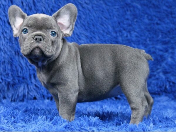 French Bulldog dogs available online