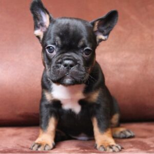 cheap French Bulldog puppies for sale,