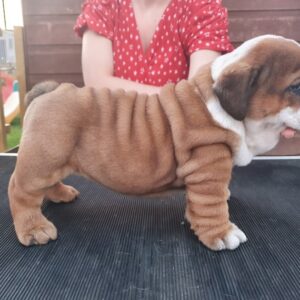 bulldog puppies