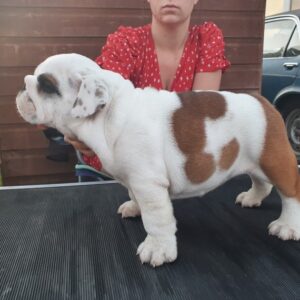 english bulldog puppies