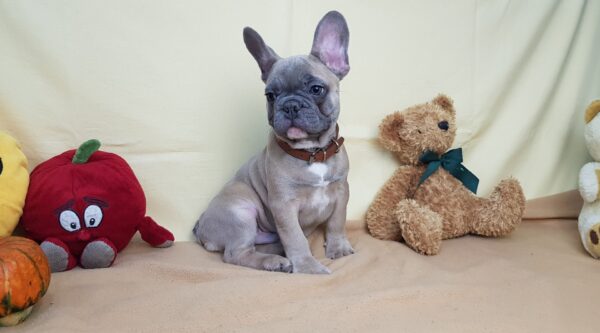 french bulldog adoption