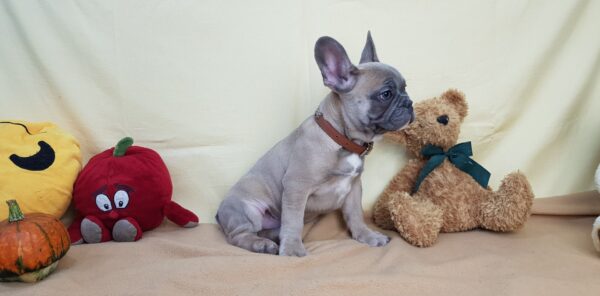 french bulldog adoption