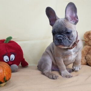 french bulldog adoption