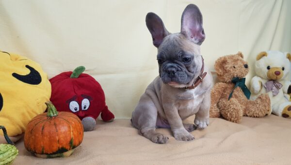 french bulldog adoption