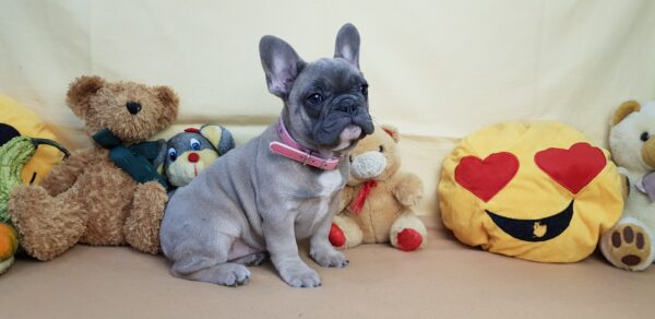 cheap blue french bulldog puppies for sale