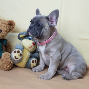 cheap blue french bulldog puppies for sale