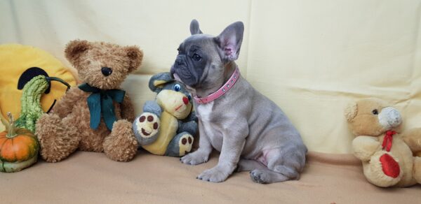 cheap blue french bulldog puppies for sale