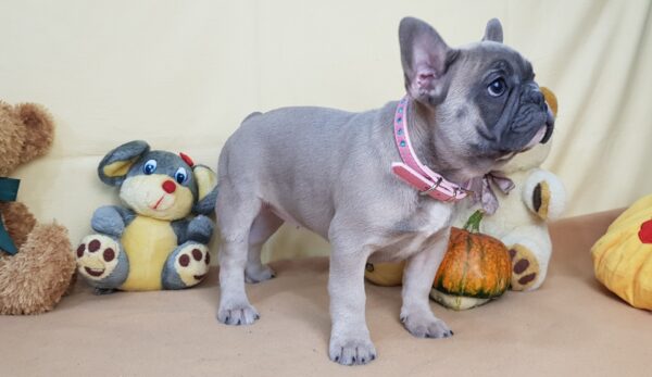 cheap blue french bulldog puppies for sale