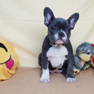 buy french bulldog puppy near me