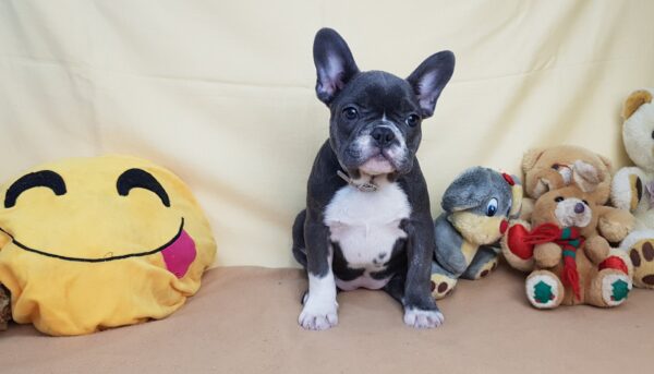 buy french bulldog puppy near me